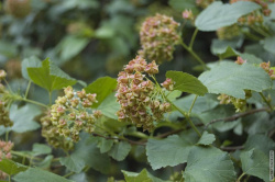 тут цветут не только цветы, но и деревья