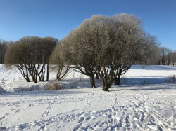 зимние деревья в Муринском парке