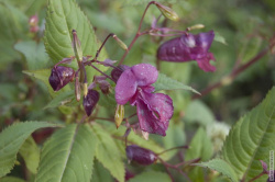 полевые цветы в Муринском парке