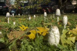 грибы - зонтики в глубине сада