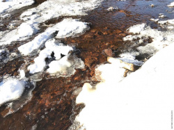 перекаты Муринского ручья