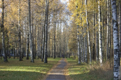 аллея в Сосновке