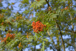 Гроздь рябины