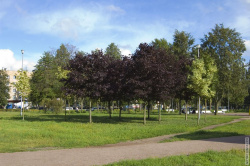 Деревья с бордовой листвой