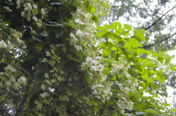 цветущий кустарник