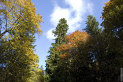 вид на кроны деревьев