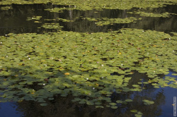 заросли кувшинок в центре пруда
