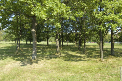 дубовая роща