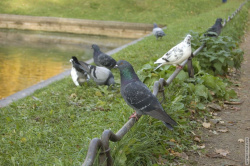 голуби в ожидании корма