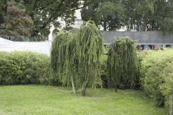 плакучие ивы