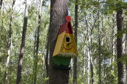 разноцветный скоречник - шалаш