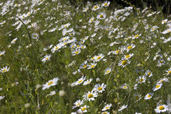 ромашковая лужайка на острове