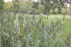 Камыш в дренажной канаве посреди луга