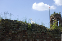 чайка на разрушенных строениях