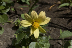 цветы в главной клумбе