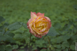 розы на одной из клумб сквера