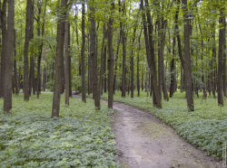 дорожка между деревьев