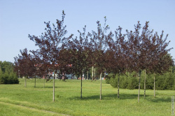 черёмуха с фиолетовыми листьями