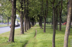 аллея вдоль улицы Замшина