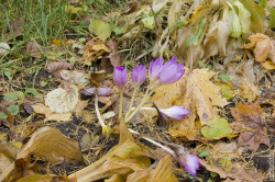 цветы поздней осенью