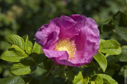 цветы шиповника