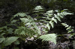 куст папоротника