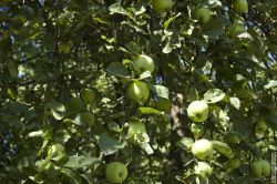 яблоневый сад рядом с Невой