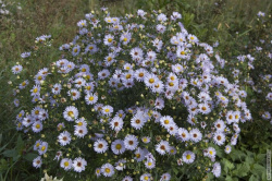 куст синей ромашки