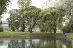 местный рыбак