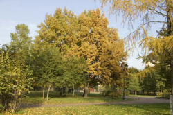 осенний пейзаж парка