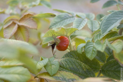 шиповник в сквере