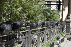 голуби в ожидании кормления