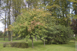 кусты рябины