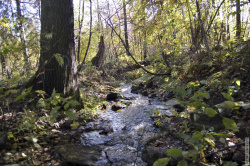 ручей среди деревьев