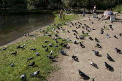 голодные голуби