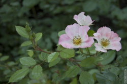 кустовая роза в сквере Маргелова