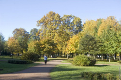 кустарники и деревья в центре