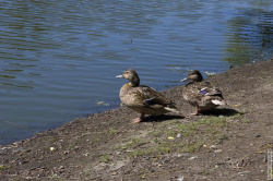 пара уток на берегу пруда