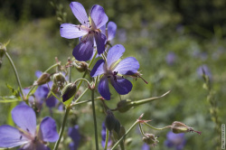Герань полевая в парке Авиаторов