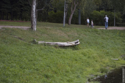 бревно для раздумий