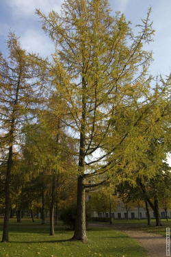 Высокая лиственница