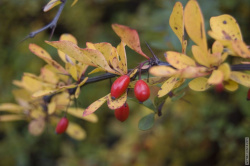 плоды барбариса