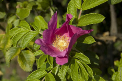 цветы шиповника