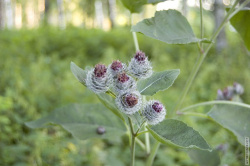 просто репей