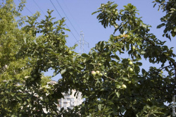 яблоня в Вавиловском сквере