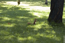 белки в сквере бизнес - центра