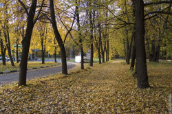 аллея к Лесотехнической академии