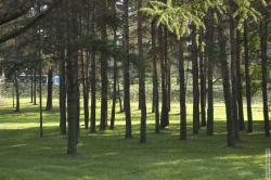 проспект Энгельса сквозь сосны