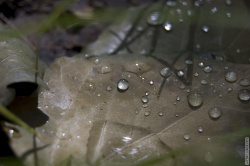 капли росы на засохшем листе