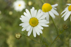 обычные ромашки в Муринском парке